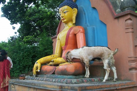 Buddha mit Ziege