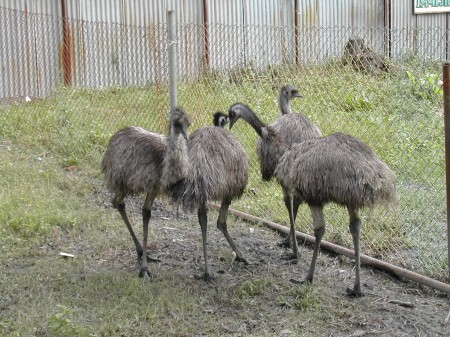  Heute: Emus