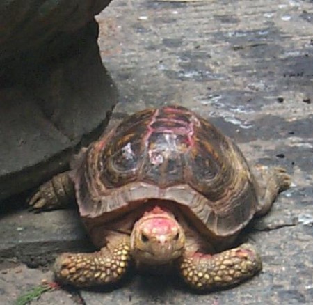 Schildkroete