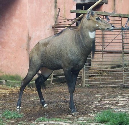 Heute: Antilope