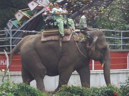 Heute: Elefant