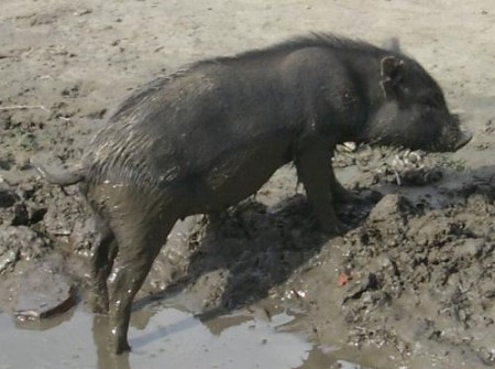 Schwein gehabt…
