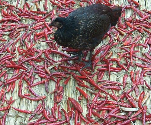 chicken chili