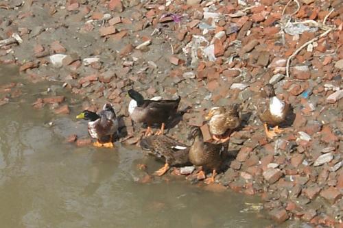 Heute: Enten