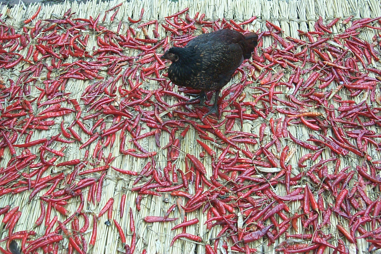 Chicken Chilly, Bhaktapur, Nepal