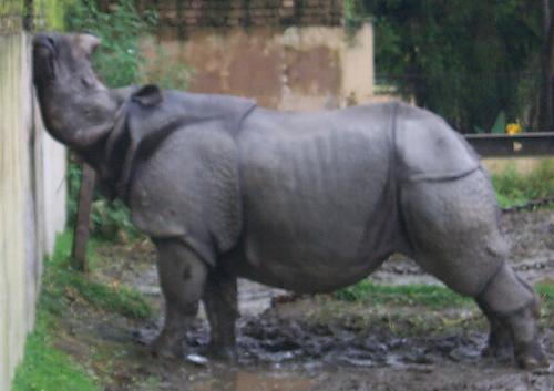 asiatisches Nashorn