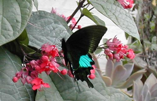 Heute: Schmetterling